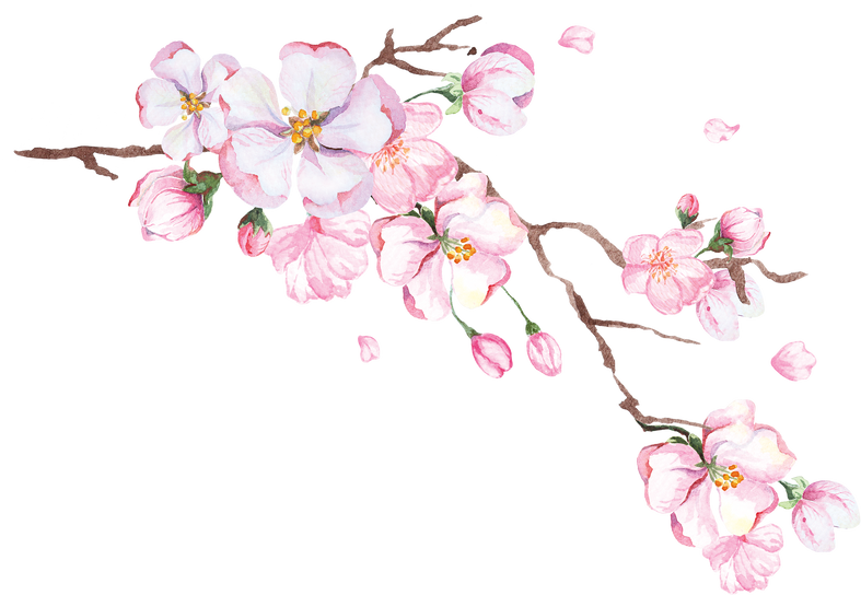 Watercolor Cherry Blossoms